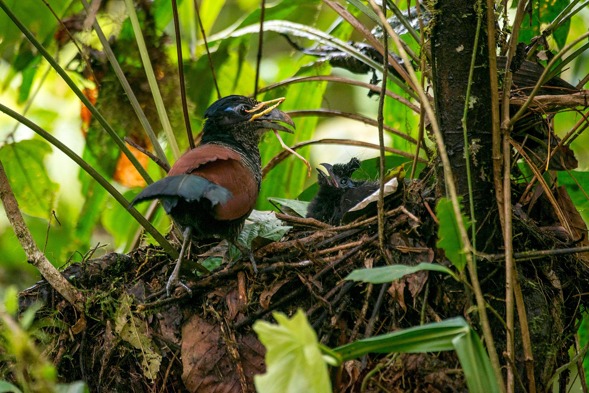 Banded Ground-Cuckoo at nest feeding a tree frog to chick, photographed in 2014. Murray Cooper