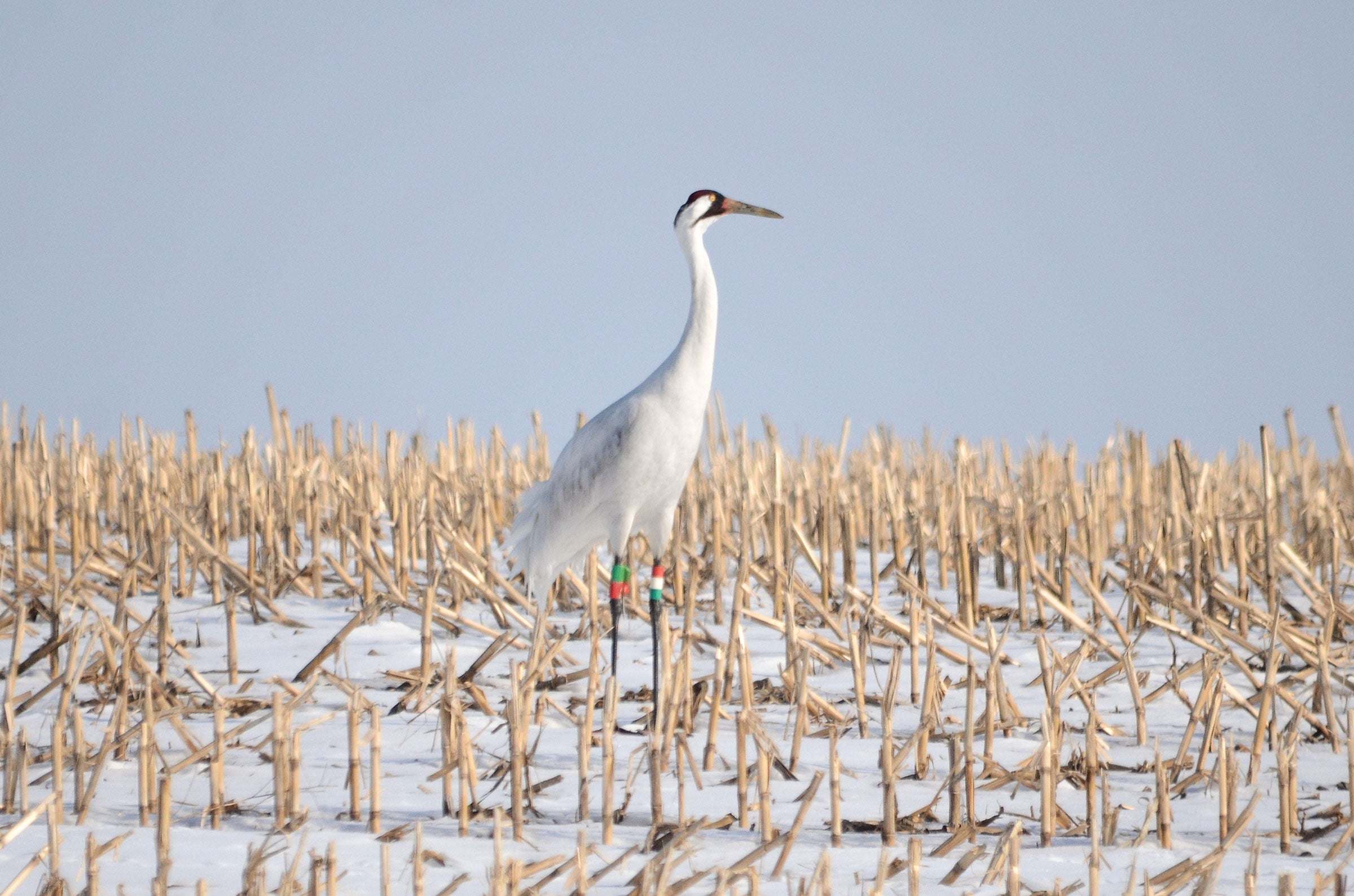 16-11 on the crane’s breeding grounds in Wisconsin. Doug Pellerin