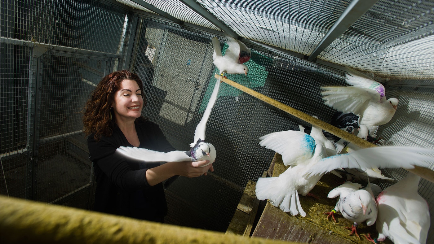 Science Pigeon Study on Pigeon Genes Finds Yet Another Way Science Underrepresents ...