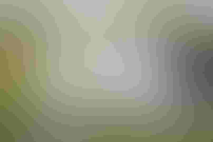 Laysan Albatrosses. Photo: Kiah Walker/USFWS