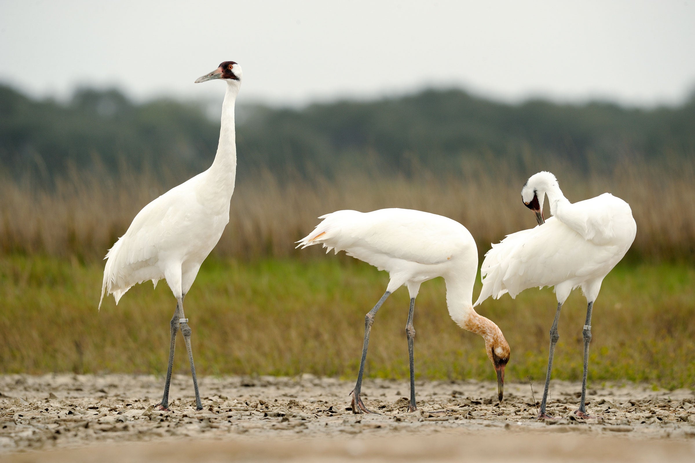 Whooping Cranes. Klaus Nigge/USFWS