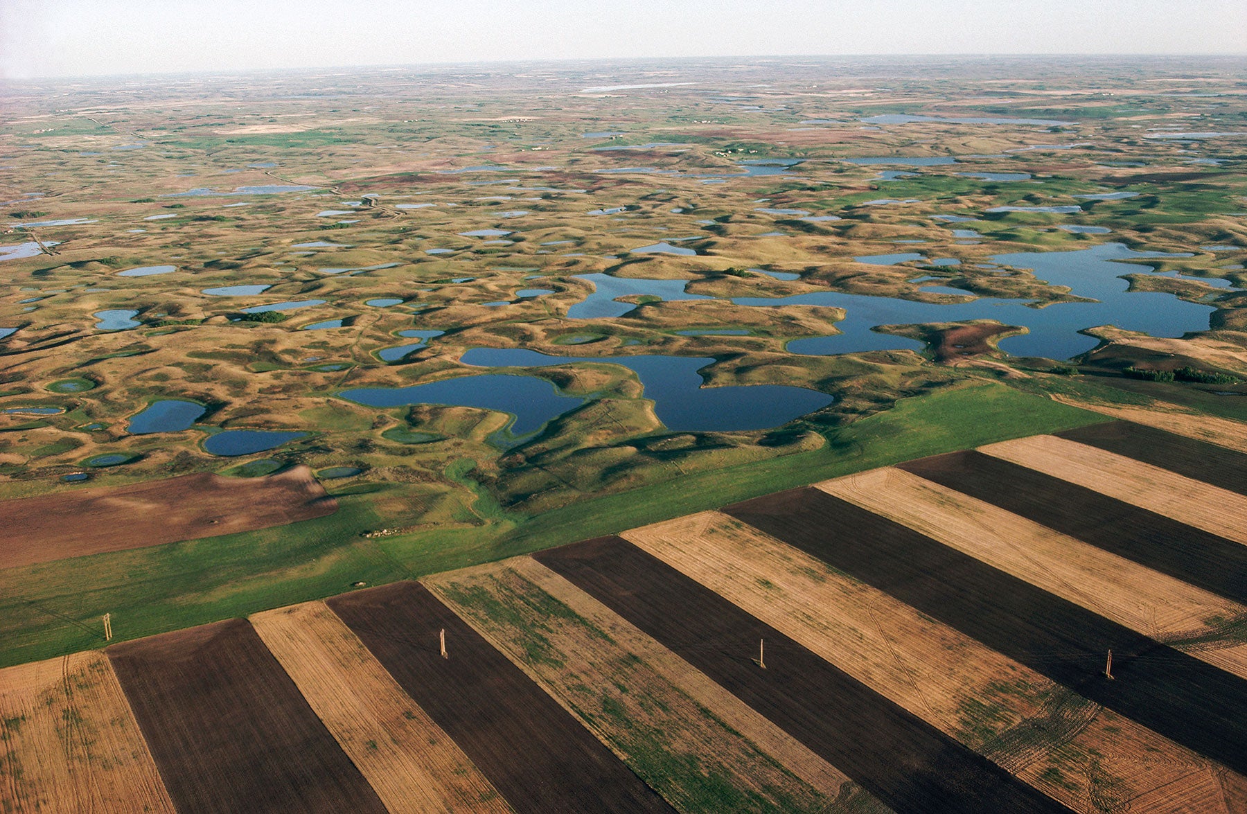 Croplands have long been claiming North Dakota’s prairie potholes. The state’s current energy boom only adds to pressure on habitat. Photo Credit: Jim Brandenburg/Minden Pictures