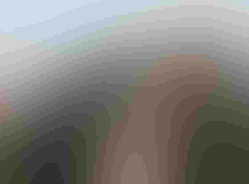 California Condors. Photo: Marc Slattery/Audubon Photography Awards