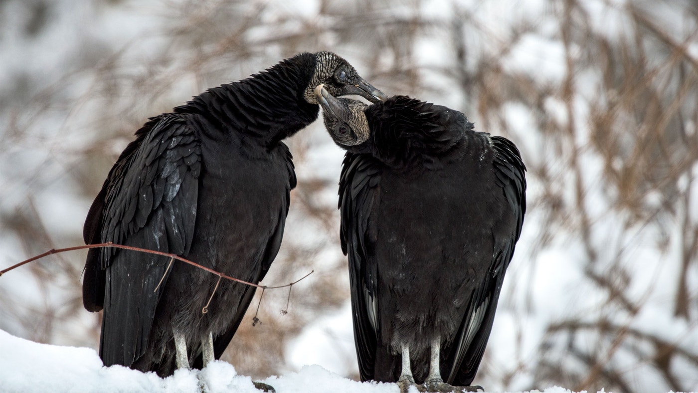 Do Birds Stay With the Same Partner? Surprising Facts Revealed