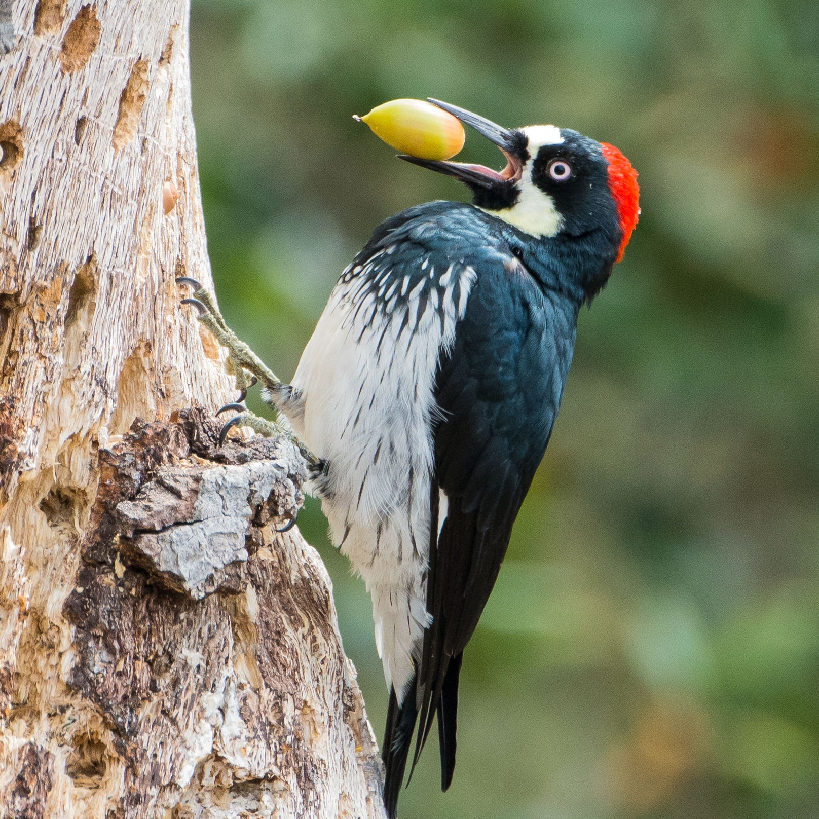 This Video Shows Just How Nasty An Acorn Woodpecker Brawl Can Be Audubon This Video Shows Just How Nasty An Acorn Woodpecker Brawl Can Be Audubon