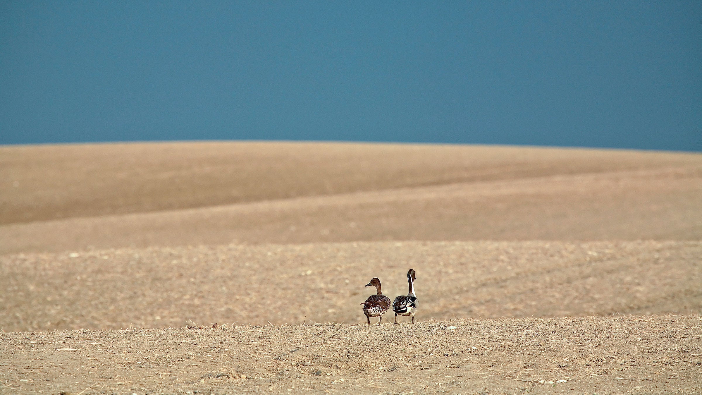 Northern Pintails. Mark Duffy/Alamy
