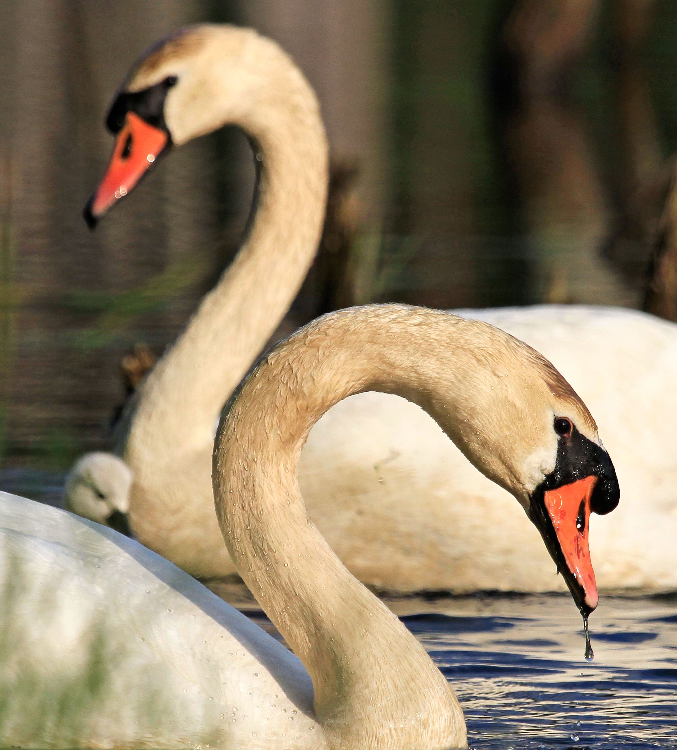 Mute Swans. Matthew Callahan/Audubon Photography Awards