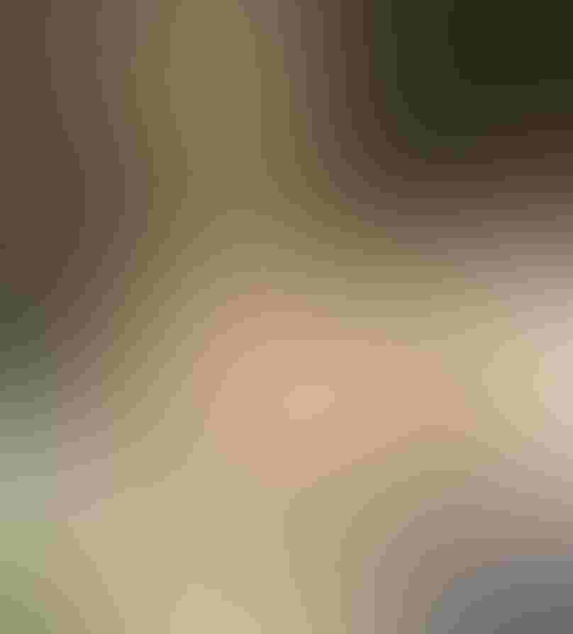 Mute Swans. Photo: Matthew Callahan/Audubon Photography Awards