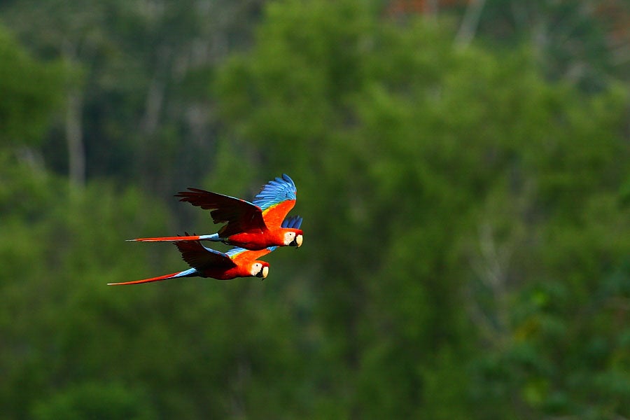 Scarlet Macaws. Tracey Kidston/Audubon Photography Awards