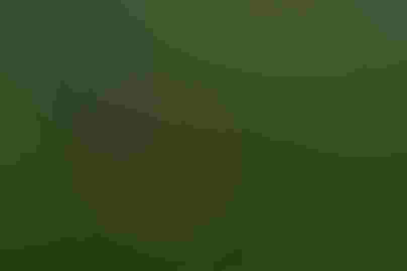 Scarlet Macaws. Photo: Tracey Kidston/Audubon Photography Awards