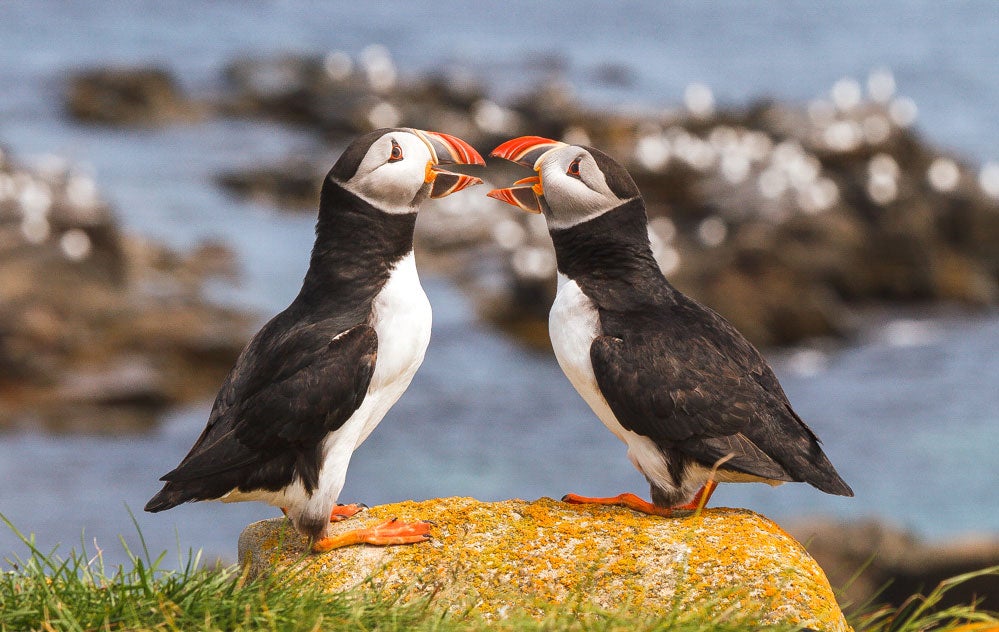 Atlantic Puffins. Lorraine Minns/Audubon Photography Awards