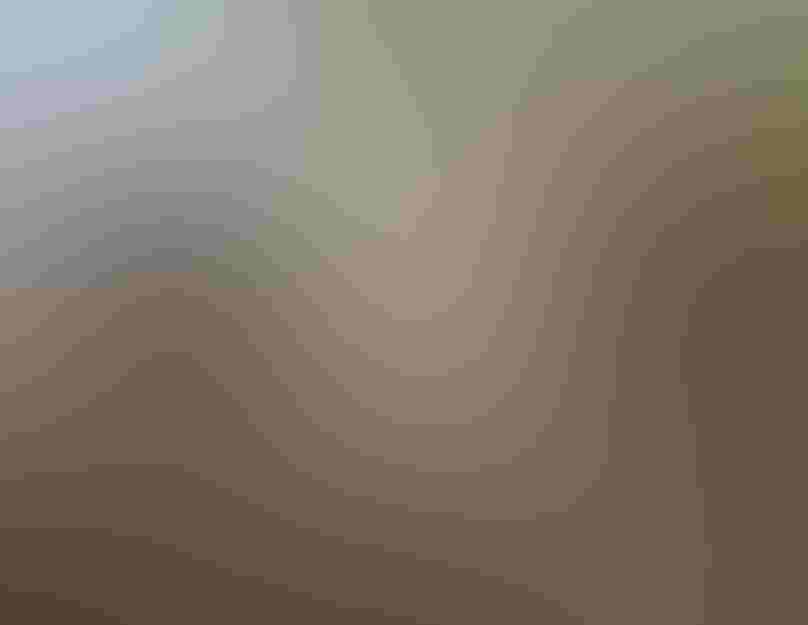 Bald Eagles. Photo: Steven Sachs/Audubon Photography Awards