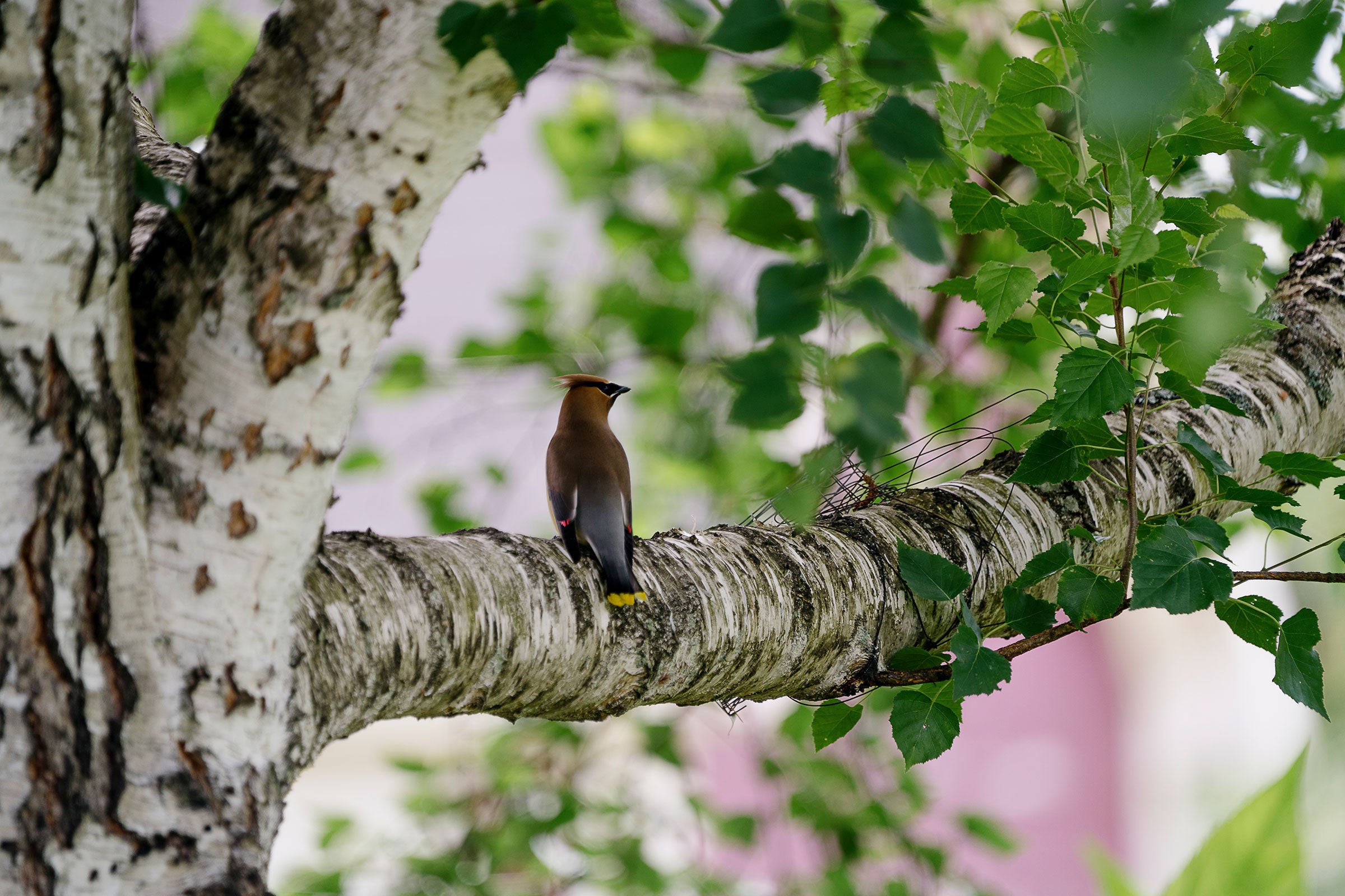 A brown and gray bird with a wispy crest, black mask, and bright red and yellow tips on its wings and tail, sits on the branch of a gray tree with green leaves.