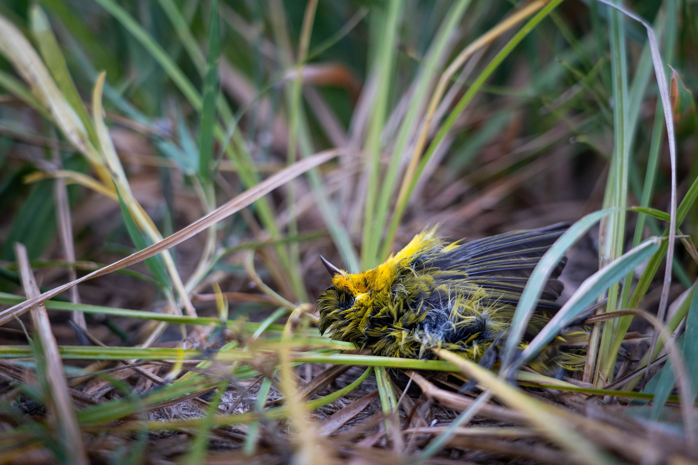 Wilson's Warbler. Karine Aigner