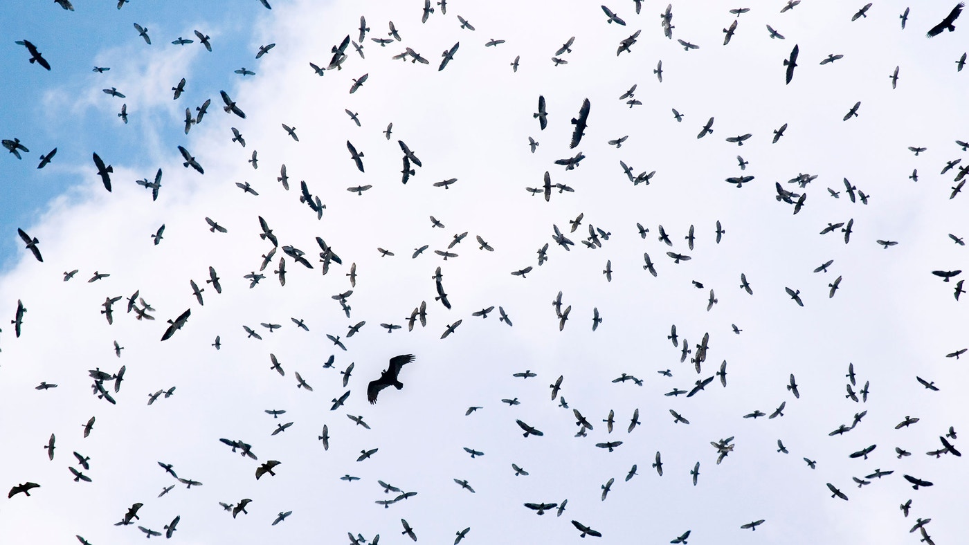 Nevada Raptors Three Basic Ways to Identify Hawks, Eagles, Falcons, and Other Raptors ...
