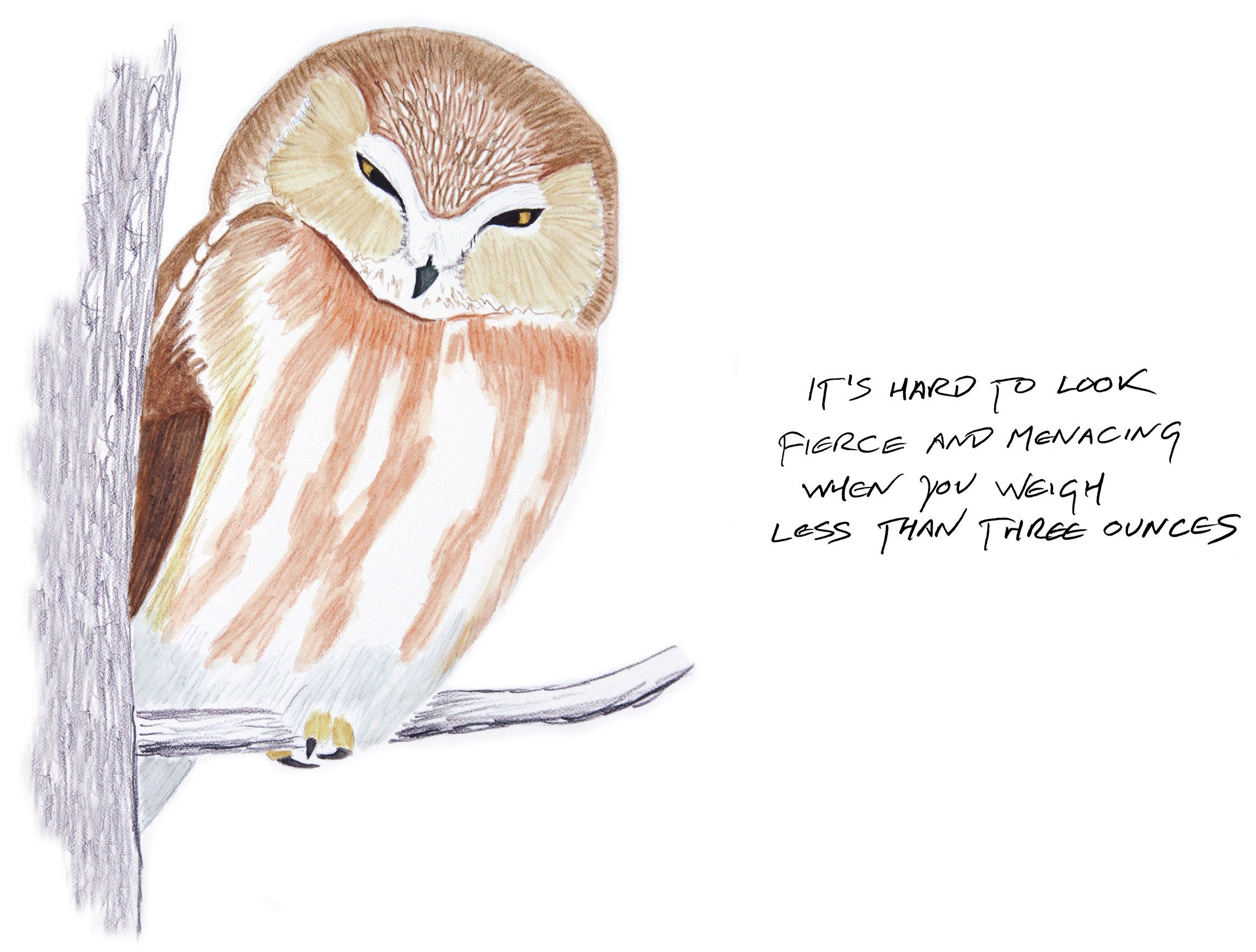Illustration: Kenn Kaufman