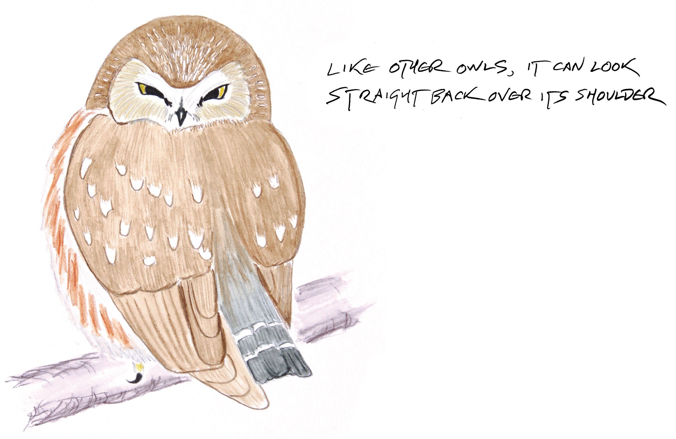 Illustration: Kenn Kaufman