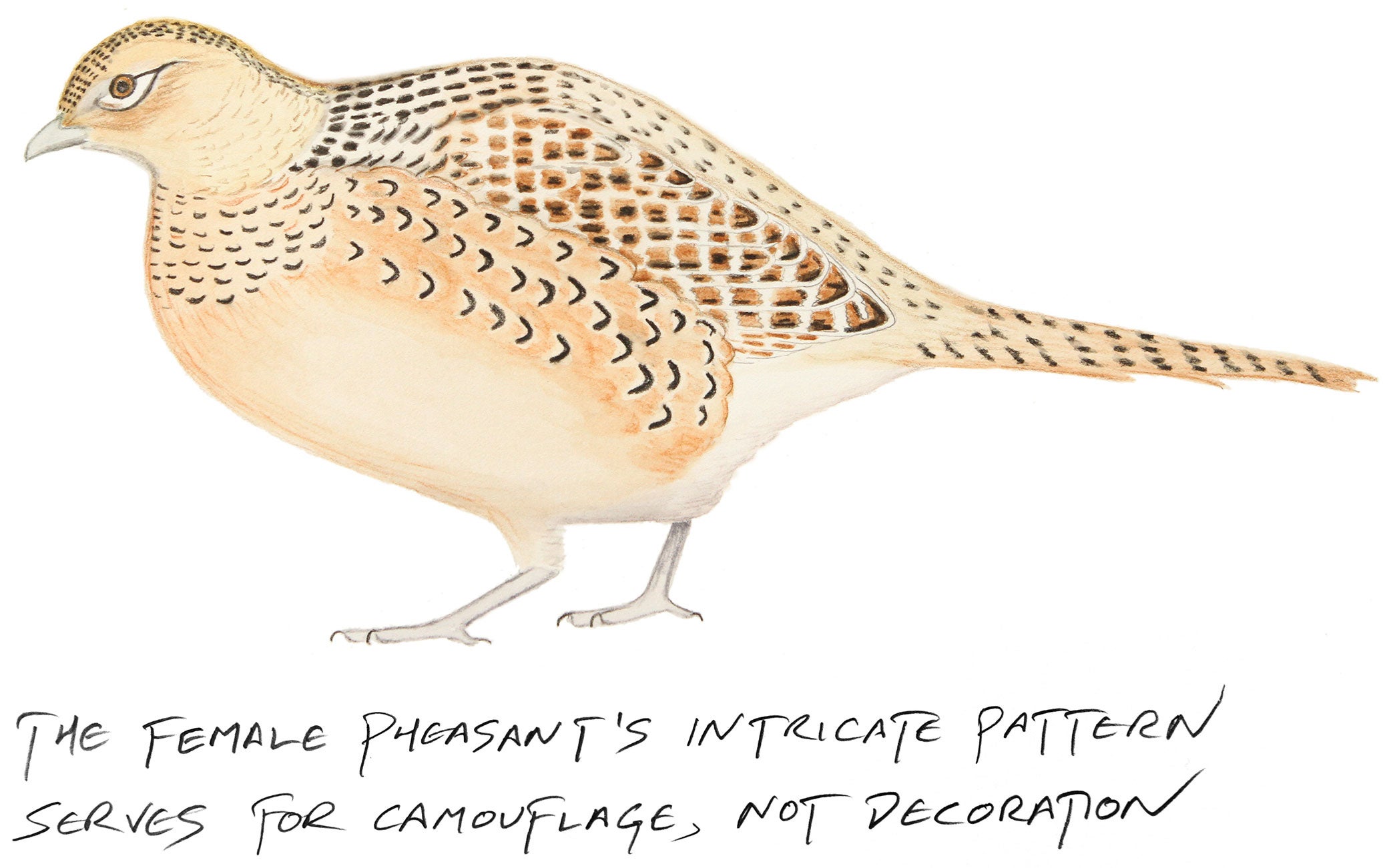 Illustration: Kenn Kaufman