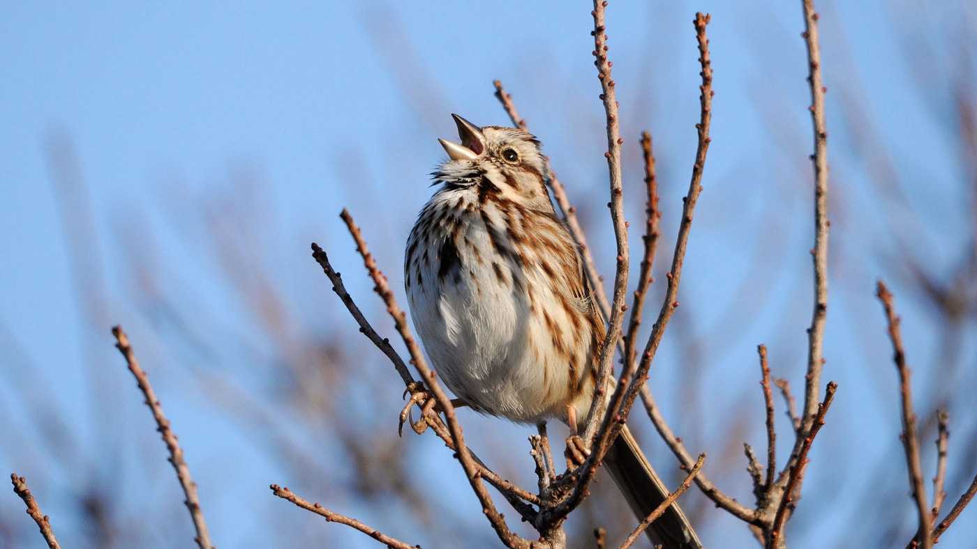 A Beginnerβs Guide to Common Bird Sounds and What They Mean Audubon