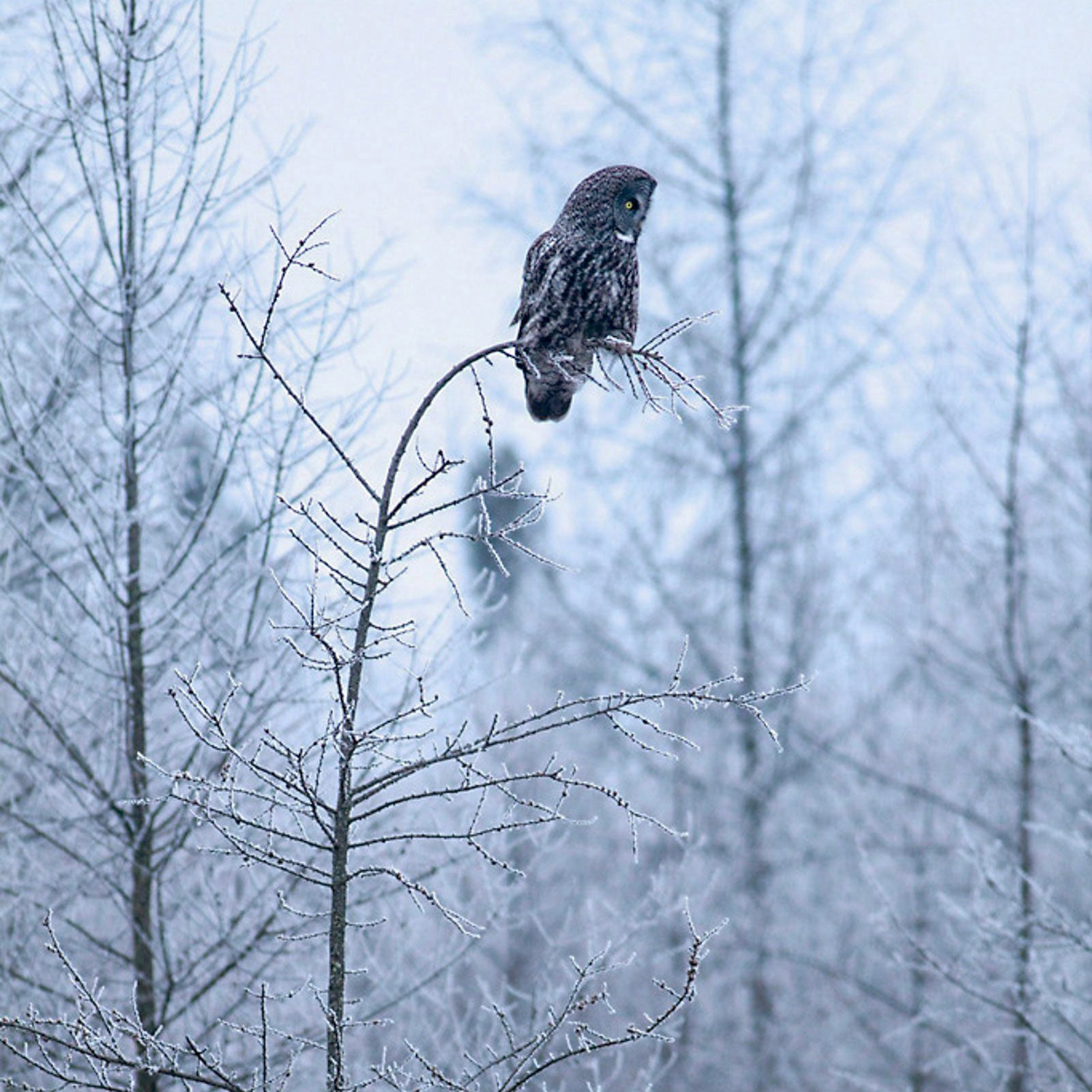 Go ahead and stay indoors; you'll only miss the chance to glimpse a majestic Great Grey Owl. Sparky Stensaas/Audubon Photography Awards