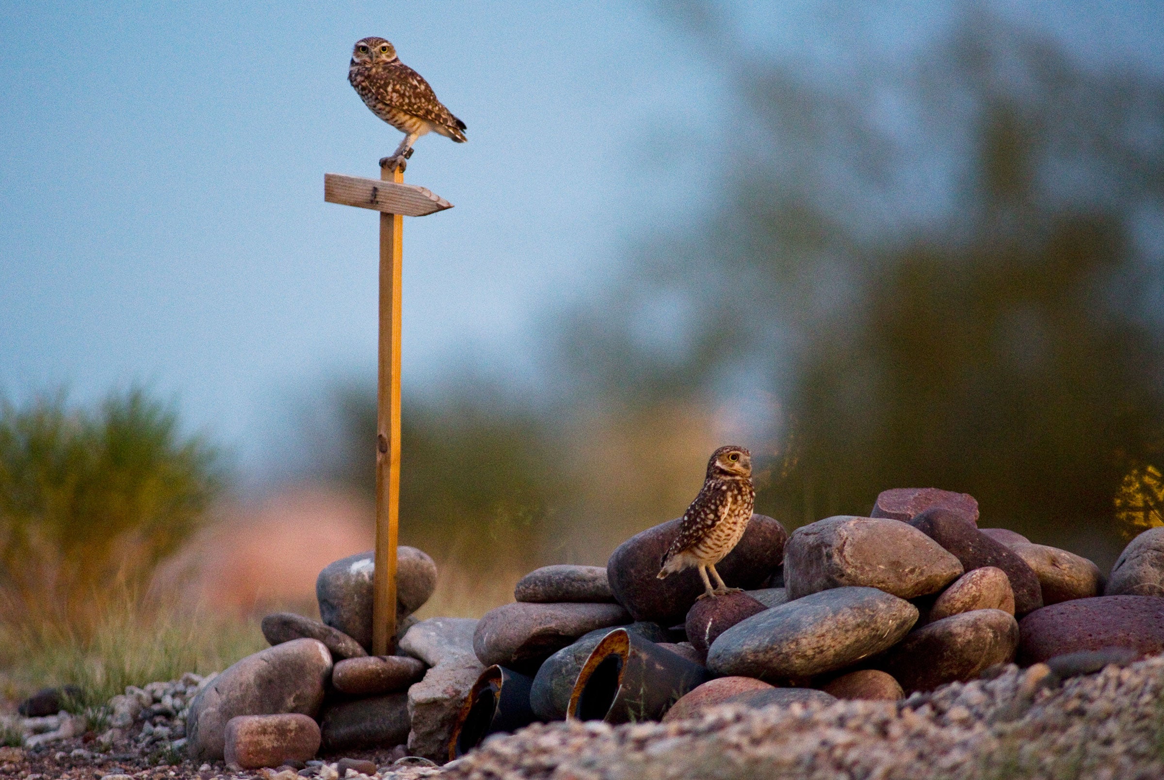 A pair of Burrowing Owls perch outside of their underground shelter at the Rio Salado Habitat Restoration Area. Nick Cote