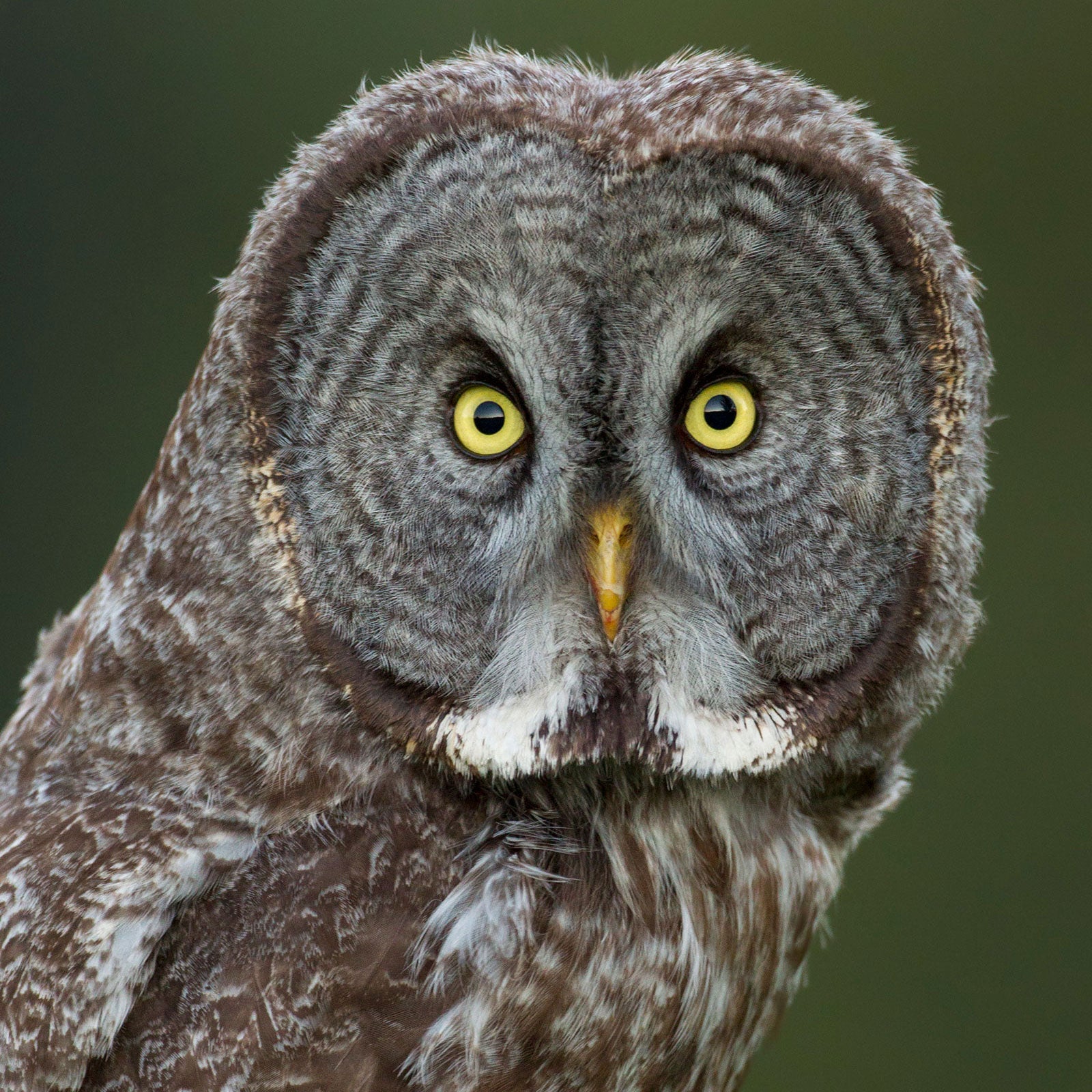 Great Gray Owl. Connor Stefanison
