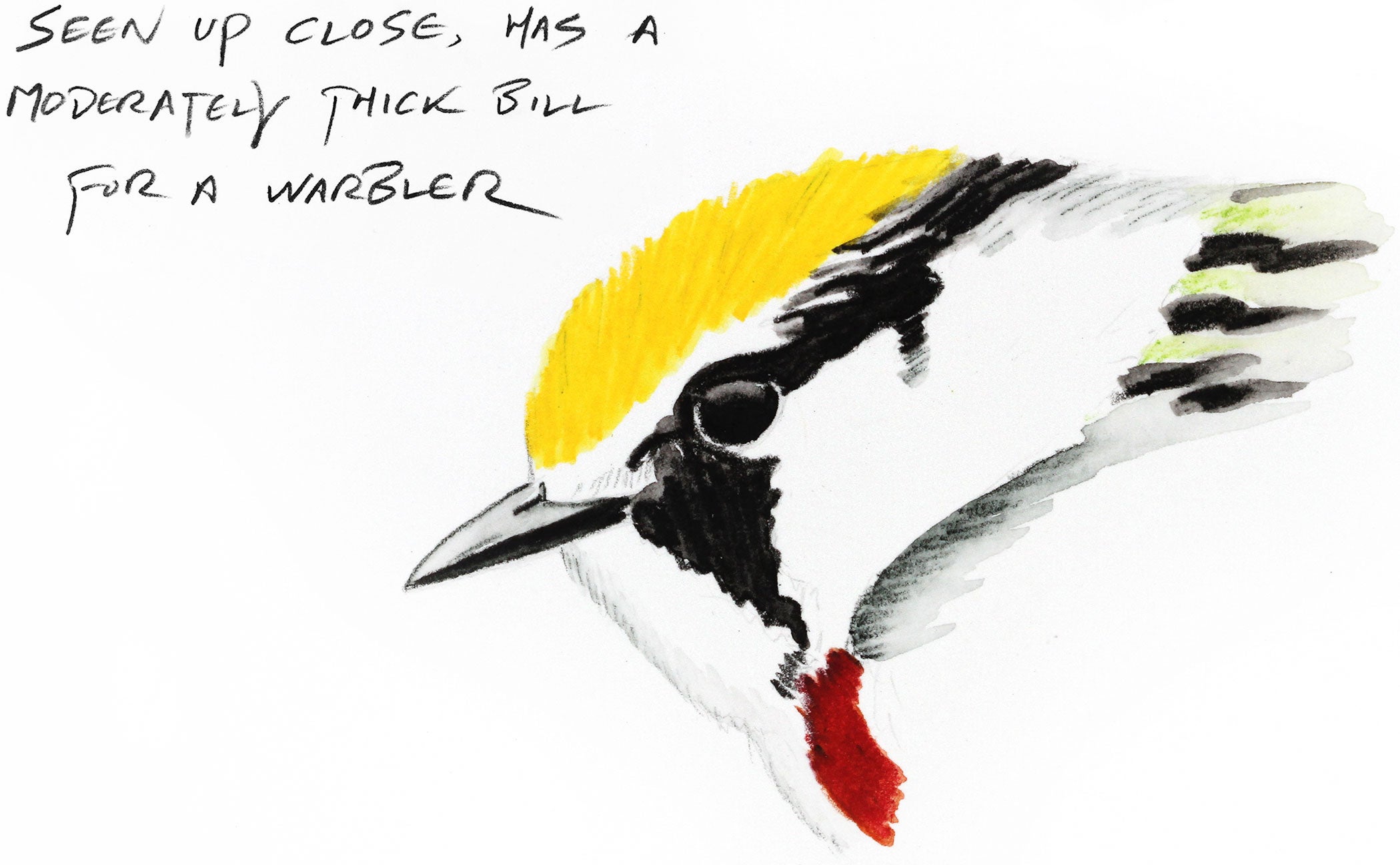 Illustration: Kenn Kaufman