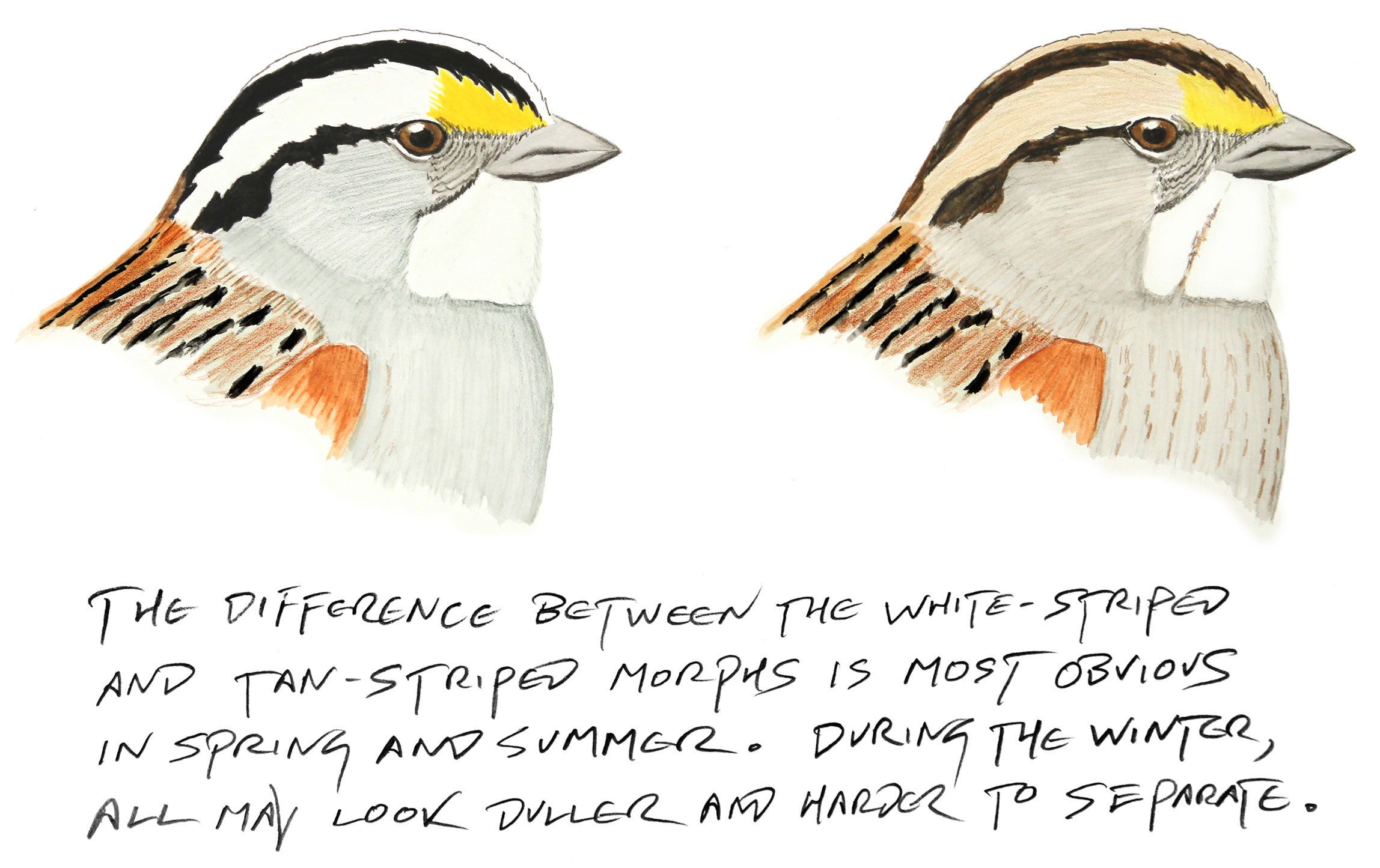 Illustration: Kenn Kaufman