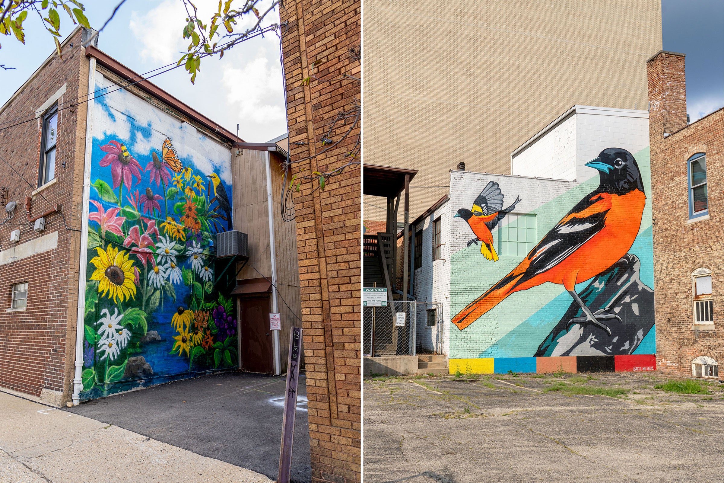 A colorful mural by artist Therese Rowinski features a Yellow-headed Blackbird perched among beautiful wildflowers native to Illinois. A bee and monarch butterfly pollinate the blossoms. Right: Baltimore Orioles stand out against a graphical background in a mural painted by artist Brett Whitacre. Baltimore Orioles stand to lose winter habitat along the Southeast coast, from Virginia to Florida, as the climate changes.