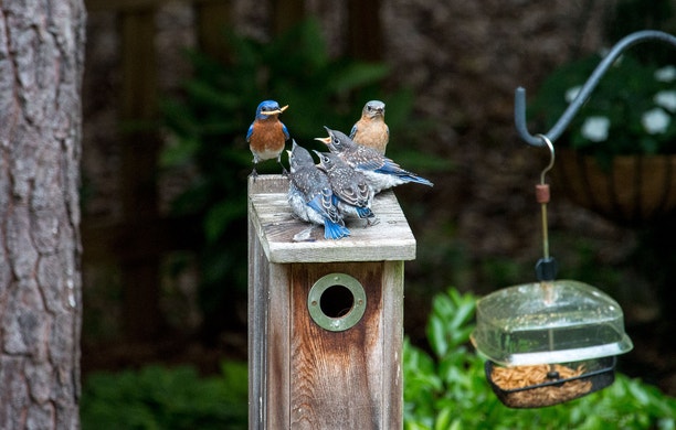 Using A Bird Bird Photography Tips and How-Tos | Audubon