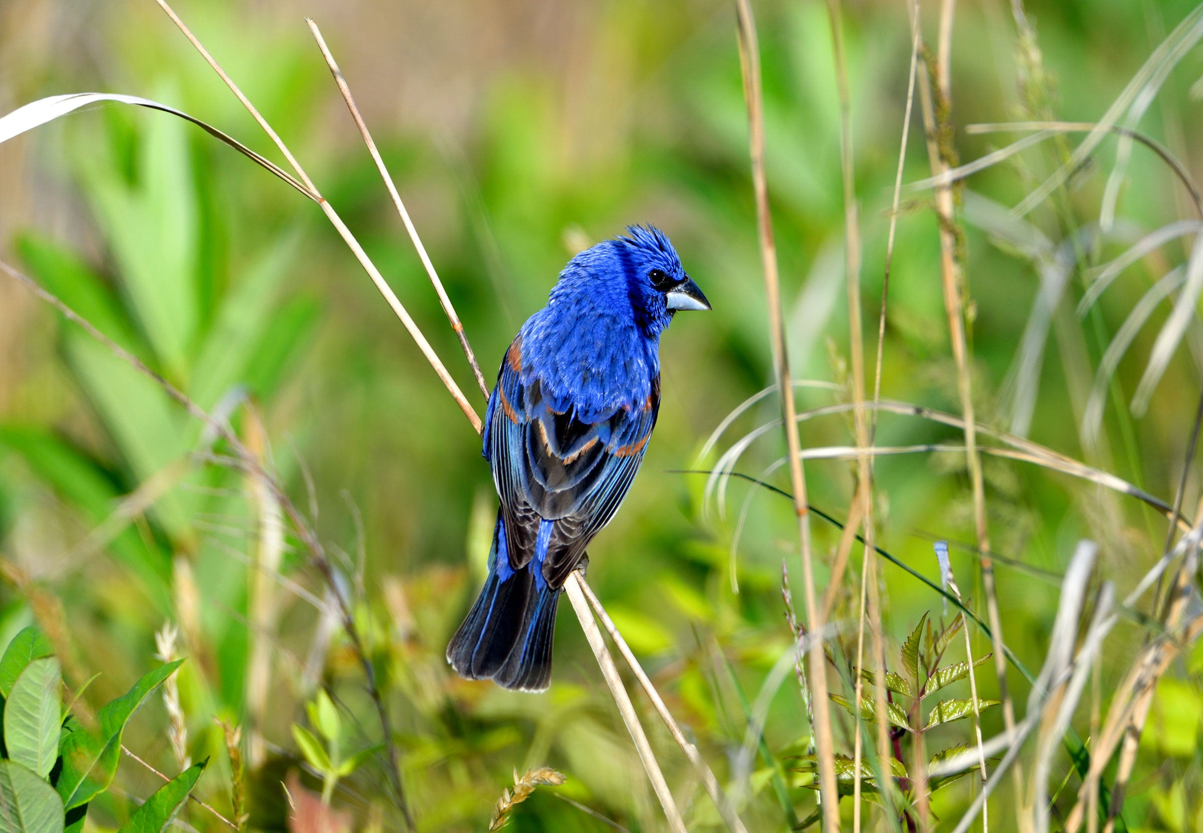 Picogordo azul.