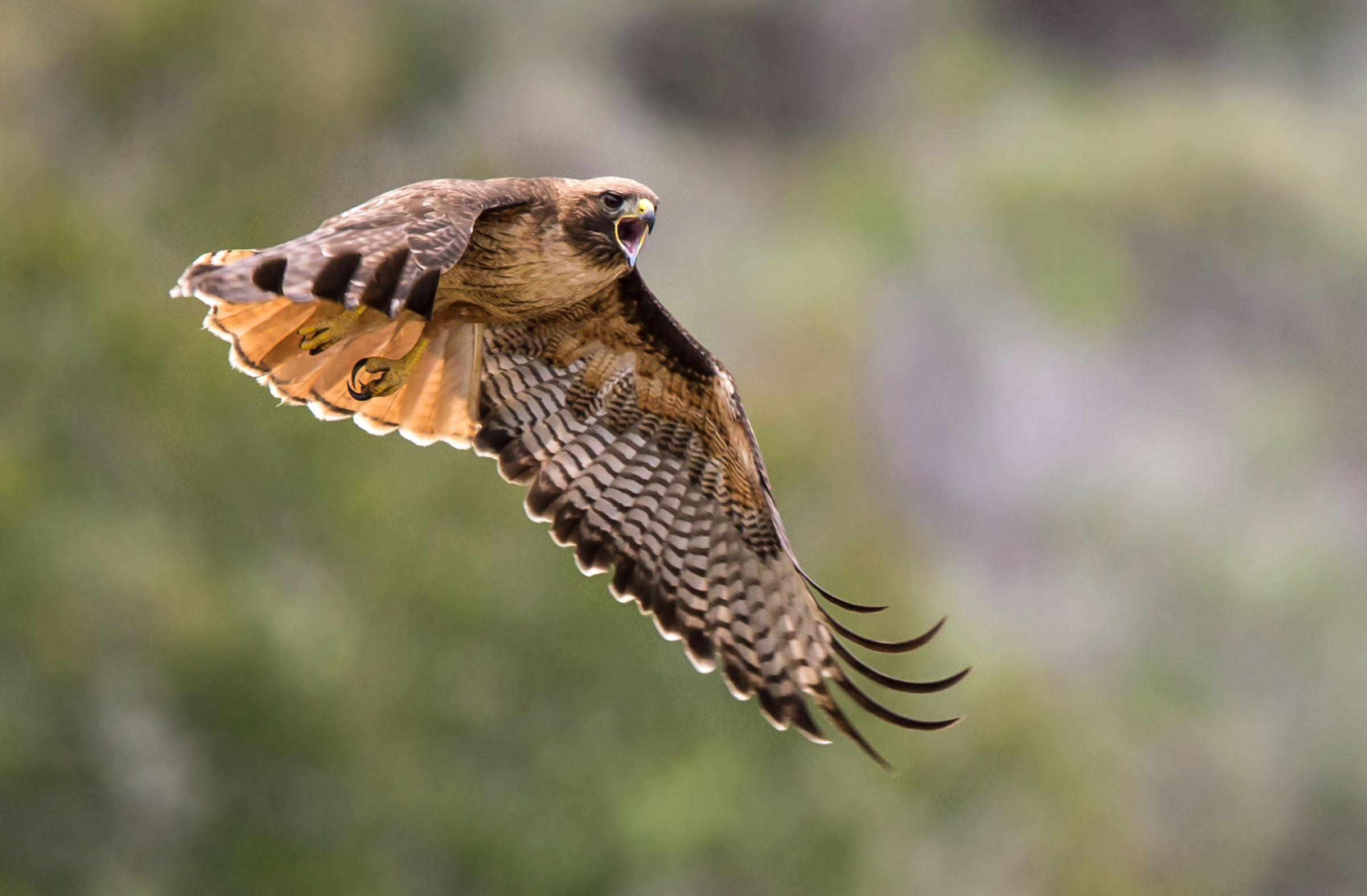 Red-tailed Hawk. Rick Derevan/Audubon Photography Awards