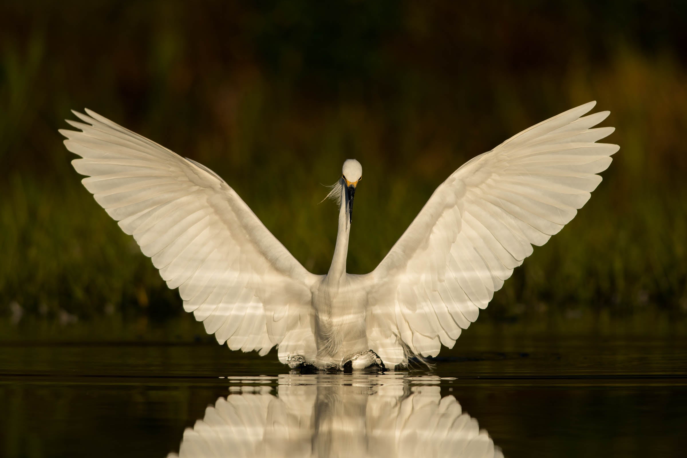 Snowy Egret. Peter Brannon/Audubon Photography Awards
