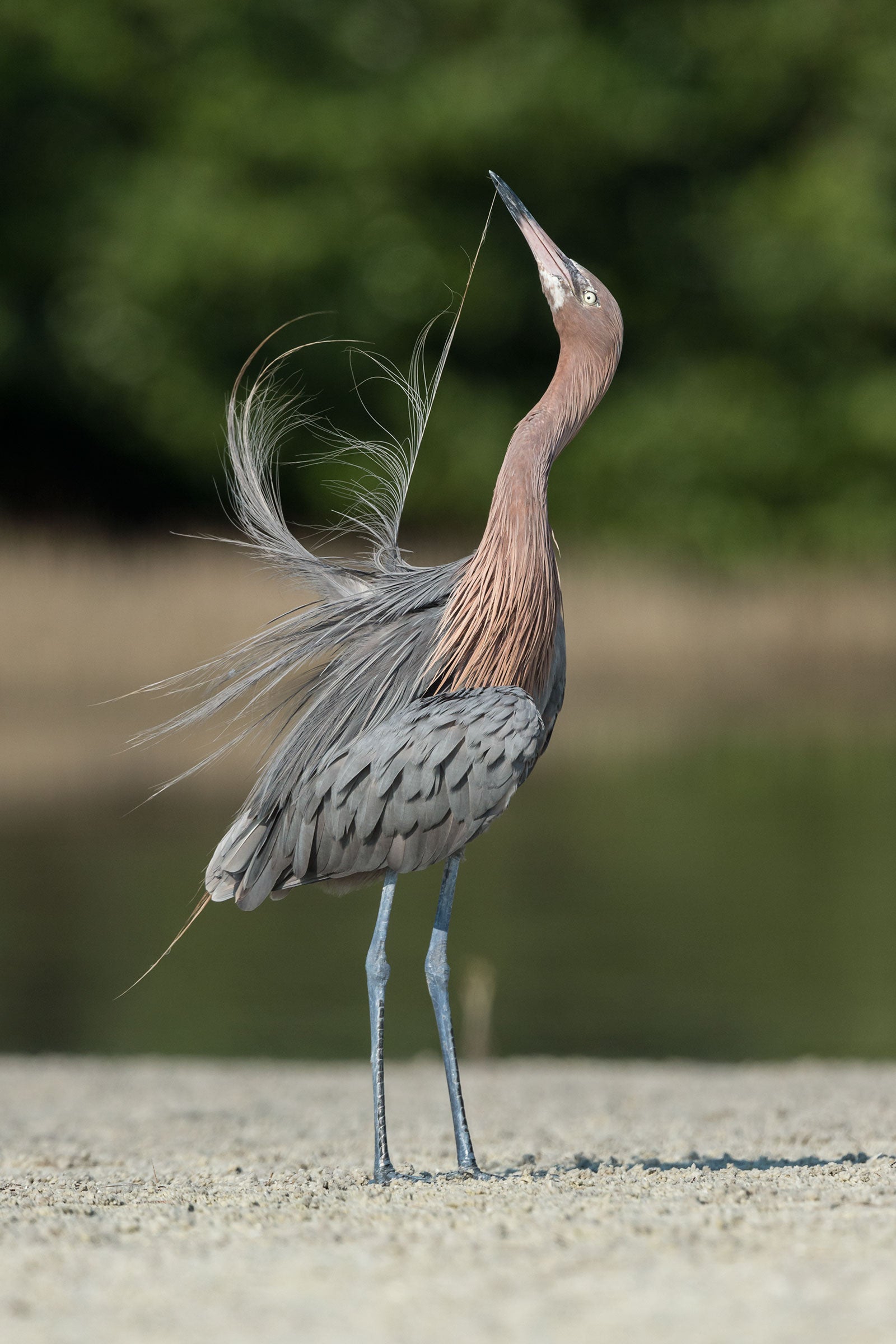 Reddish Egret. Rachel Spencer/Audubon Photography Awards