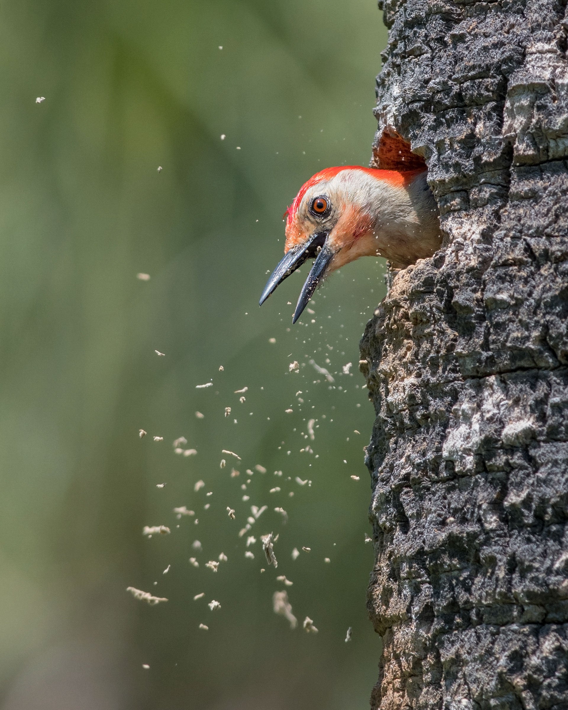 Red-bellied Woodpecker. Peter Brannon/Audubon Photography Awards