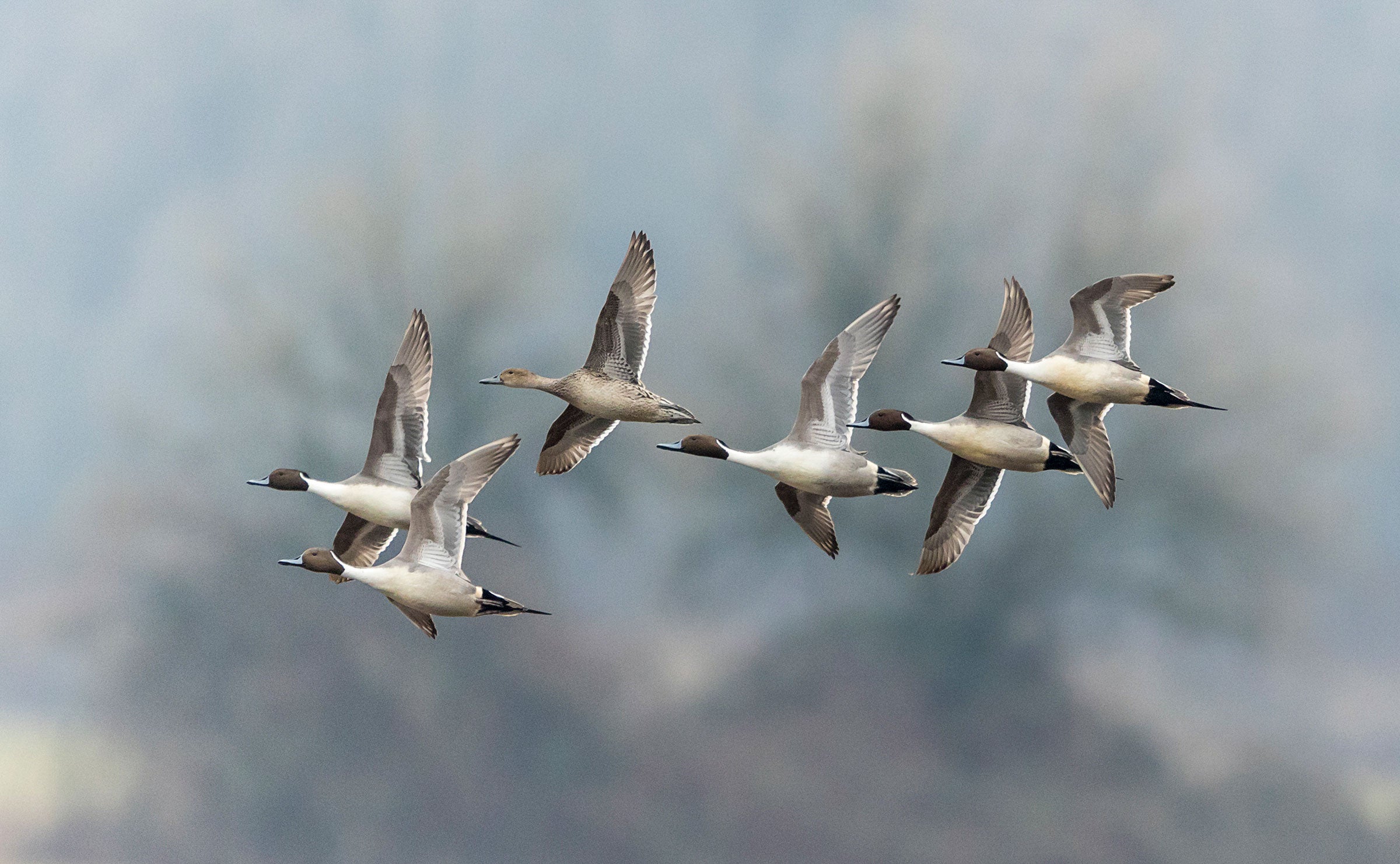 Northern Pintails. Angela Vogel/���Ĵ�ý Photography Awards