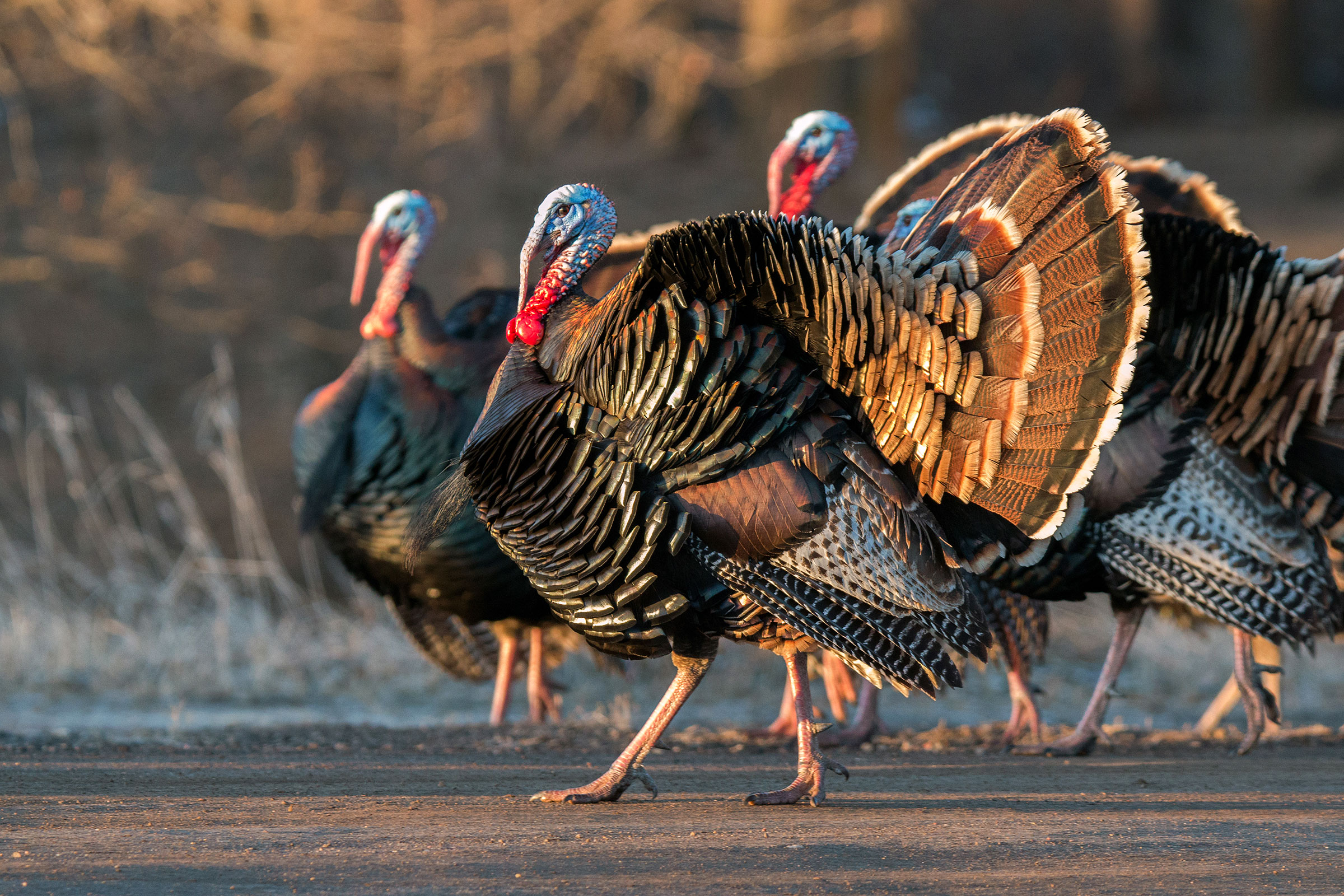 How Wild Turkeys Took Over New England | Audubon