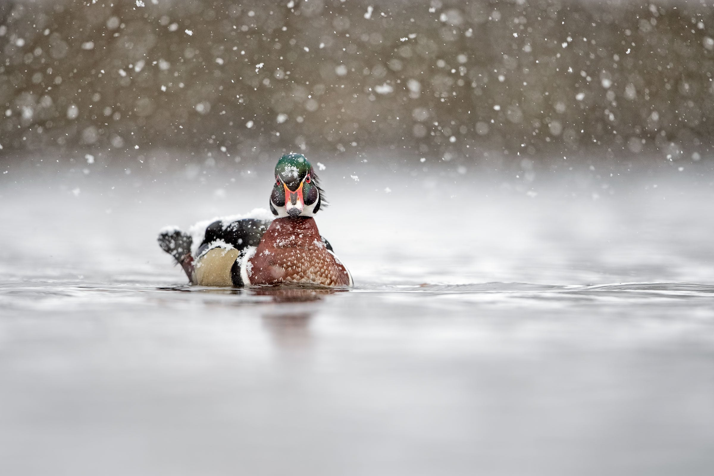 Wood Duck. Scott Suriano/Audubon Photography Awards