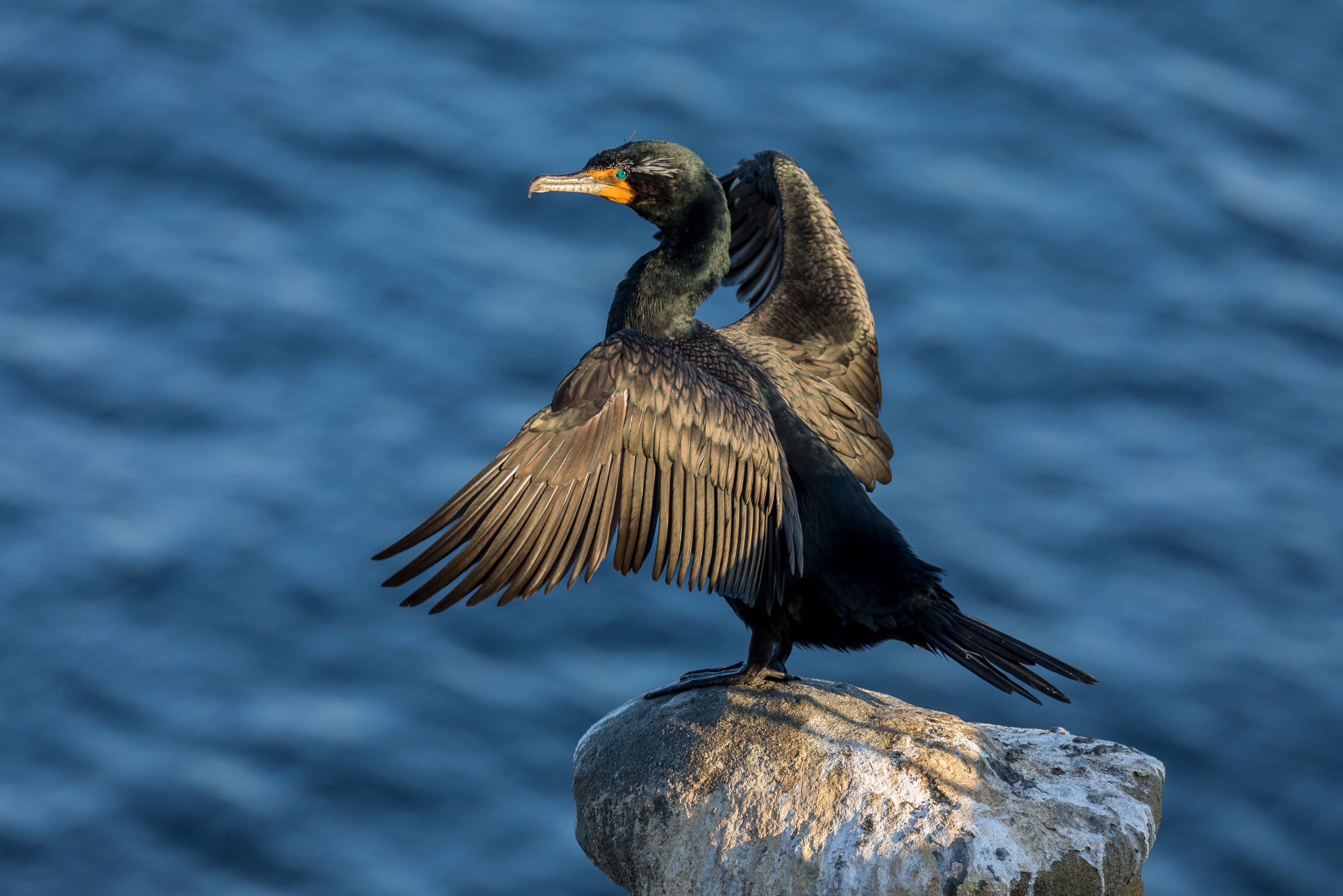 Double-crested Cormorant. Steve Torna/Audubon Photography Awards