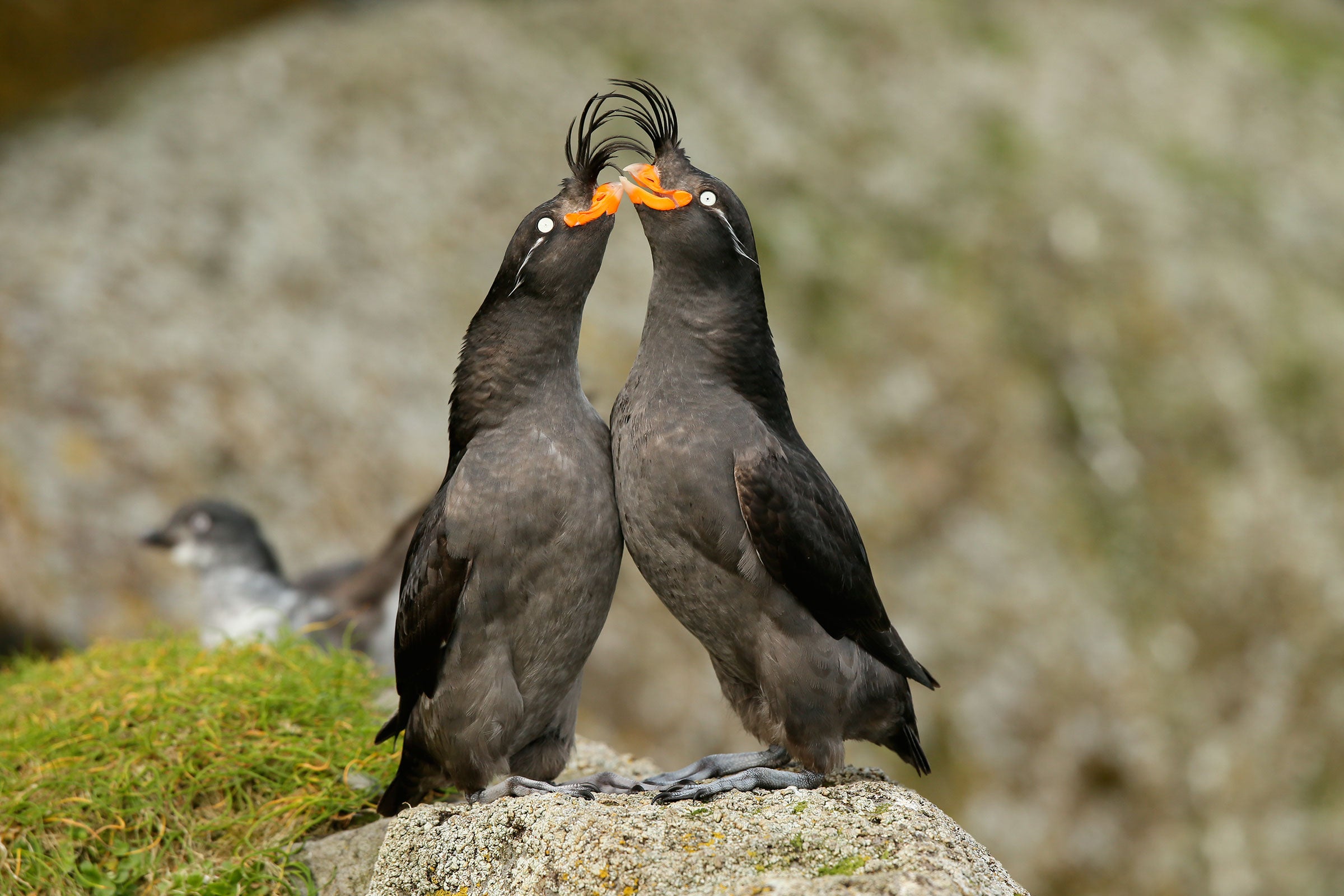 An undisturbed Crested Auklet courting pair (male on right, female on left - identifiable by their differing bill shape). Ian L. Jones
