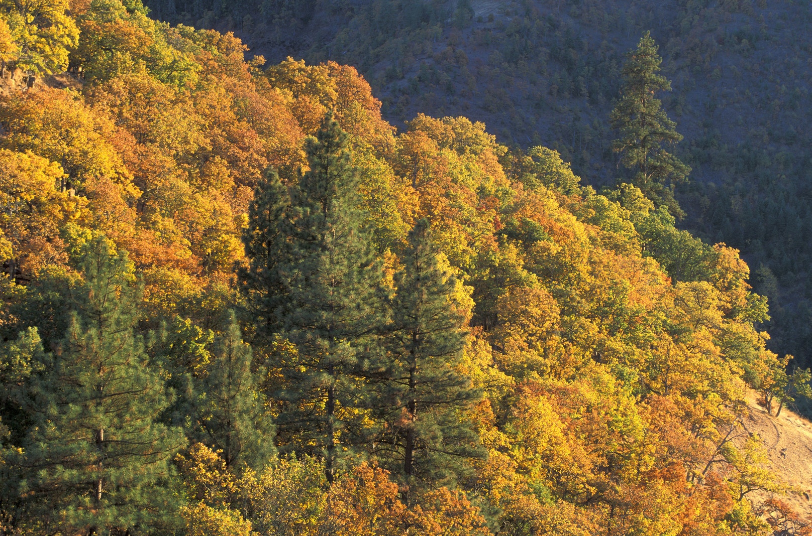 Native Trees With Incredible Fall Foliage—and the Birds That Love Them ...