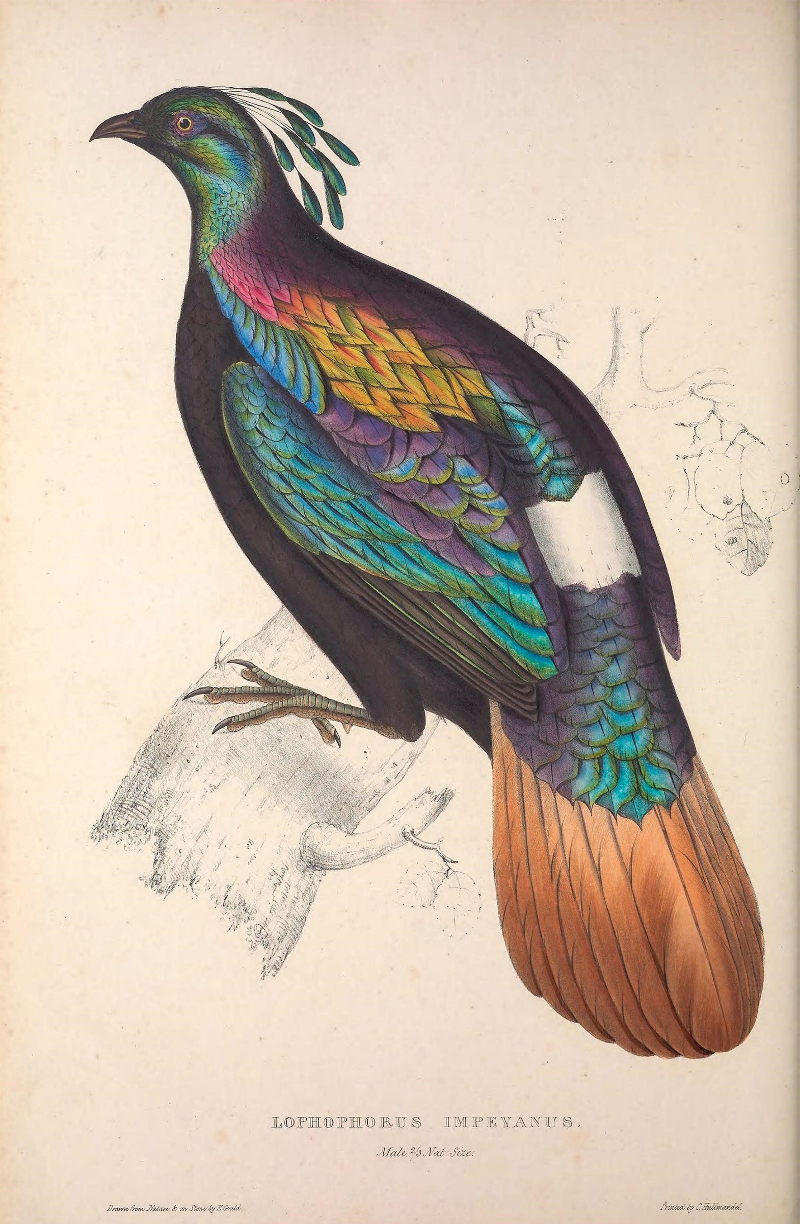 Himalayan Monal from A Century of Birds from the Himalaya Mountains. Illustration: Elizabeth Gould/Public Domain