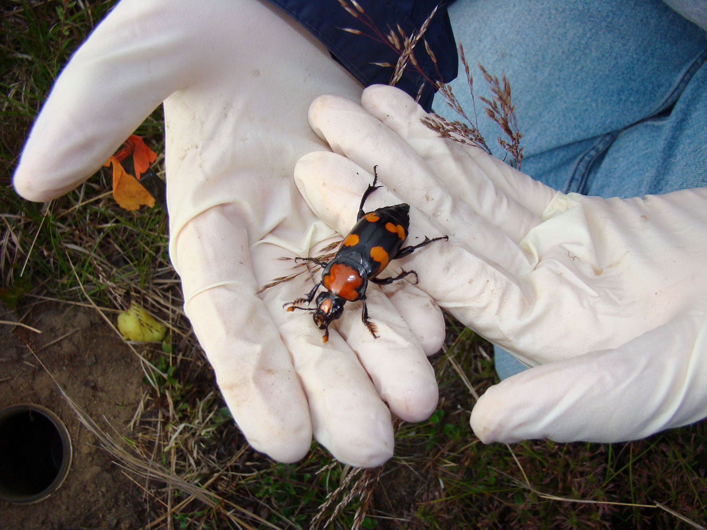 With the reintroduced beetle population doing well, scientists stopped providing bird carcasses to the beetles, hoping they'd find their own. The population plummeted. Courtesy of Roger Williams Park Zoo
