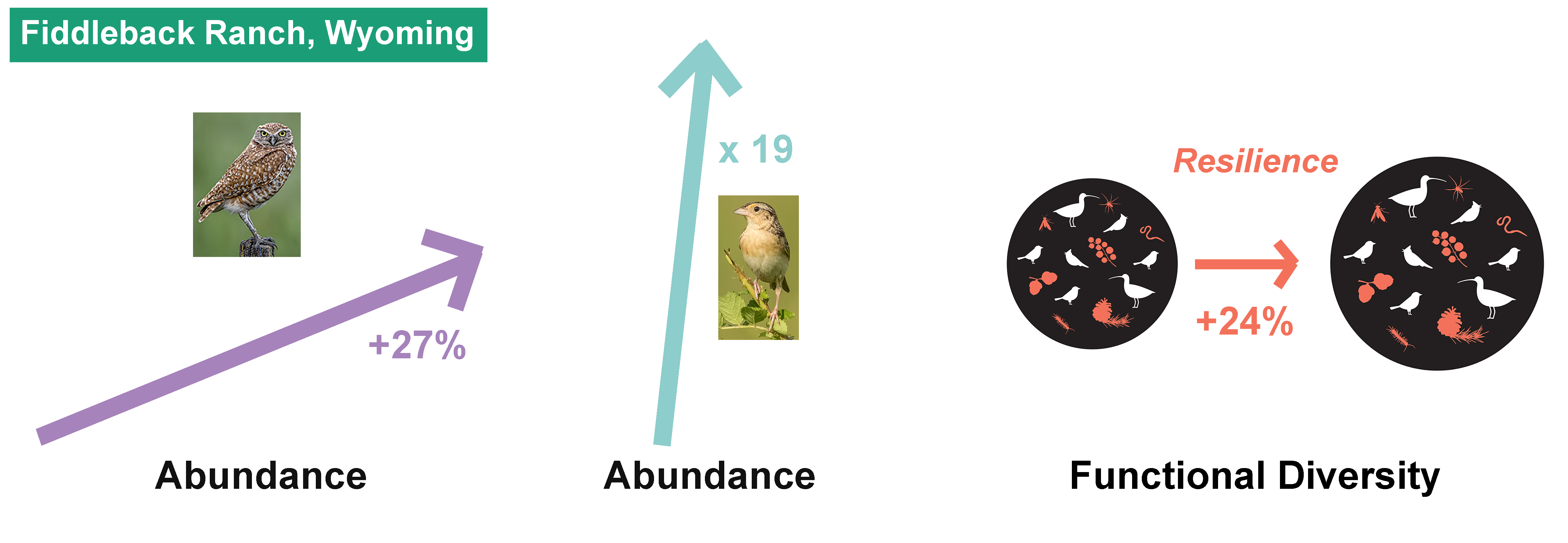 Photos from left: Burrowing Owl, Brad Lewis/Audubon Photography Awards; Grasshopper Sparrow, Susan Ward/Audubon Photography Awards