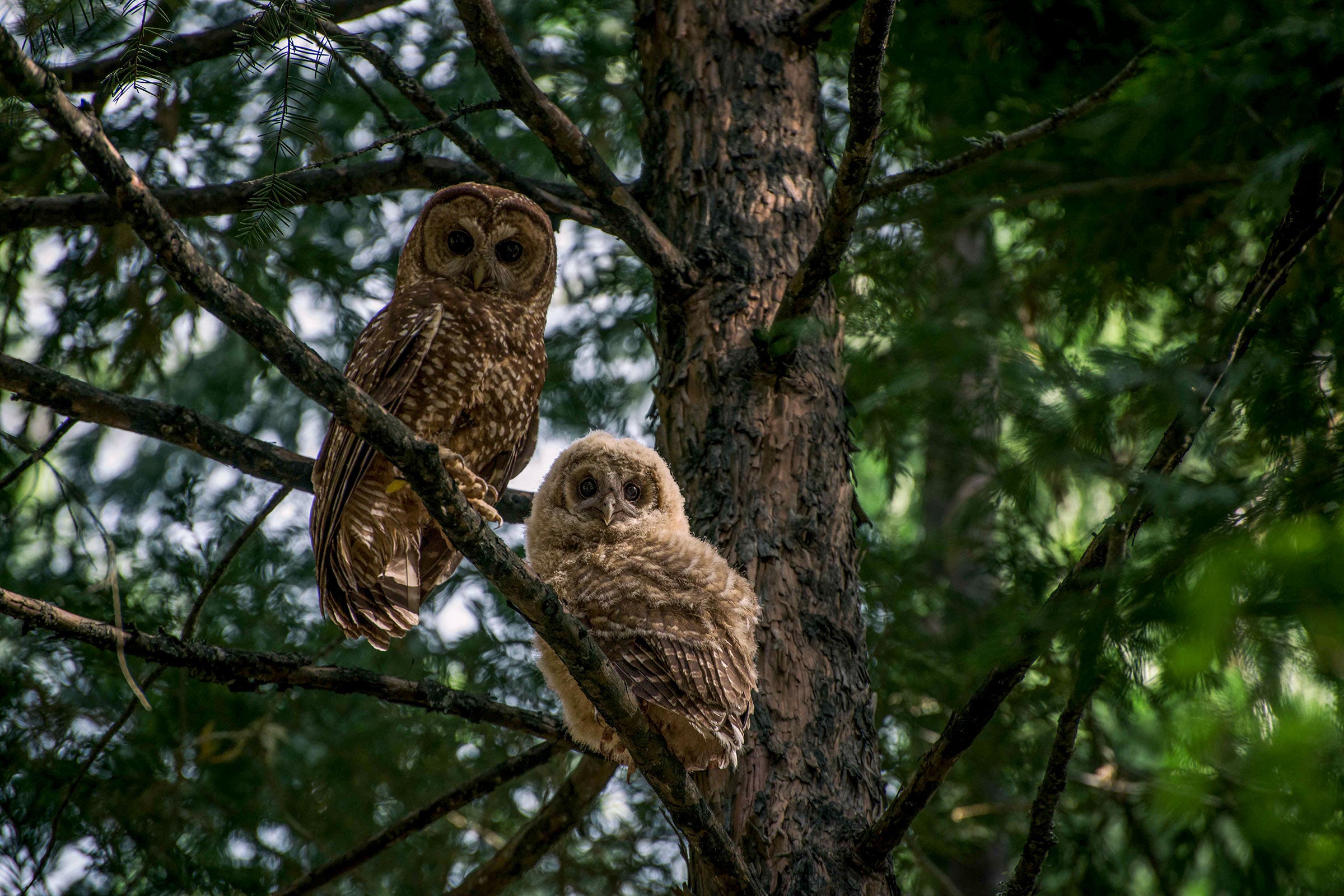 California Spotted Owls avoid large, intensely burned areas after fire, according to Gavin Jones's research. They rarely venture more than 300 feet into a severe-burn area. Danny Hofstadter
