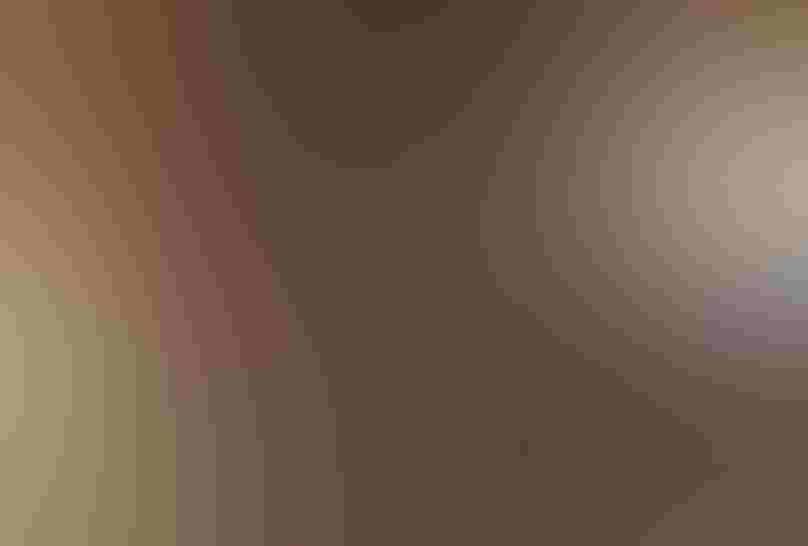 African Silverbills. Photo: G. Hofmann & F. Scheffer