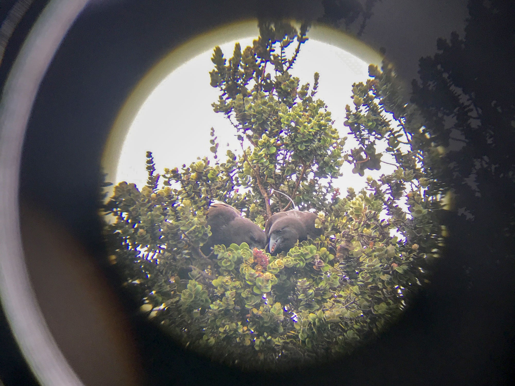 A breeding pair during the 2019 season. San Diego Zoo Global