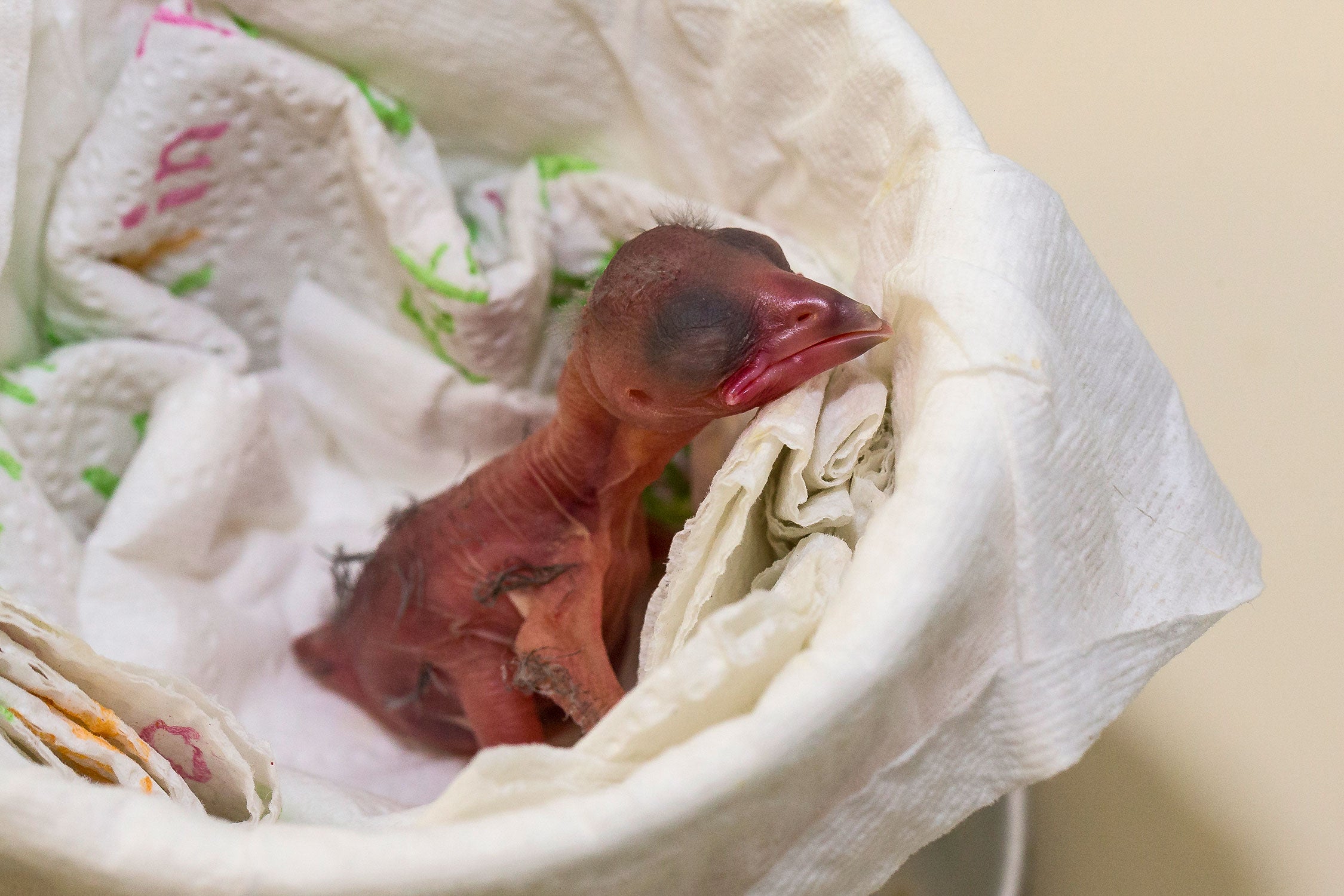 Two day old 'Alalā chick at feeding time. Ken Bohn/San Diego Zoo Global
