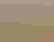 American Golden-Plover. Photo: Milo Burcham