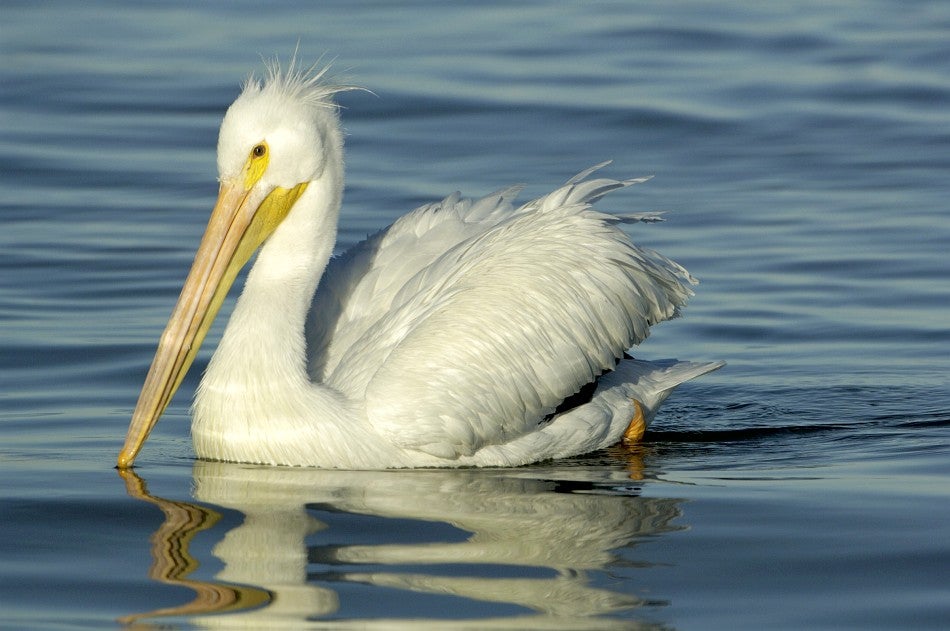 American White Pelican Bill Stripling